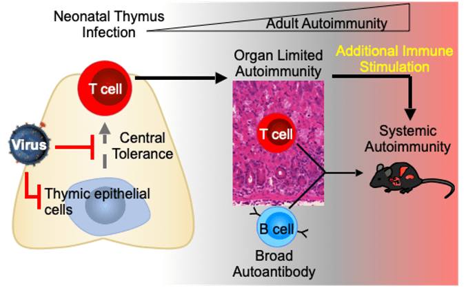 Model of findings and goals in the Bigley lab depicting virus-induced loss of central tolerance after neonatal infection with progression to autoreactive T and B cells, autoimmunity, and predisposition to systemic autoimmunity in adulthood.