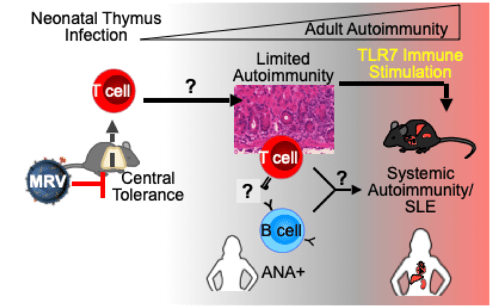 Model of studies aimed at identifying the mechanism of MRV-induced T and B cell dysregulation, and autoimmunity, as well as comparison to T and B cell dysregulation in human autoimmune disease.
